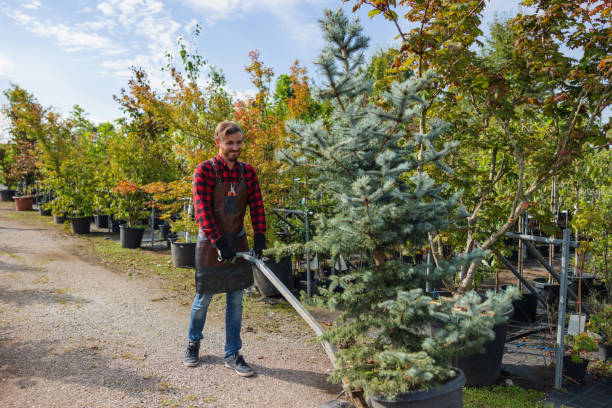 How Our Tree Care Process Works  in Rancho Mirage, CA